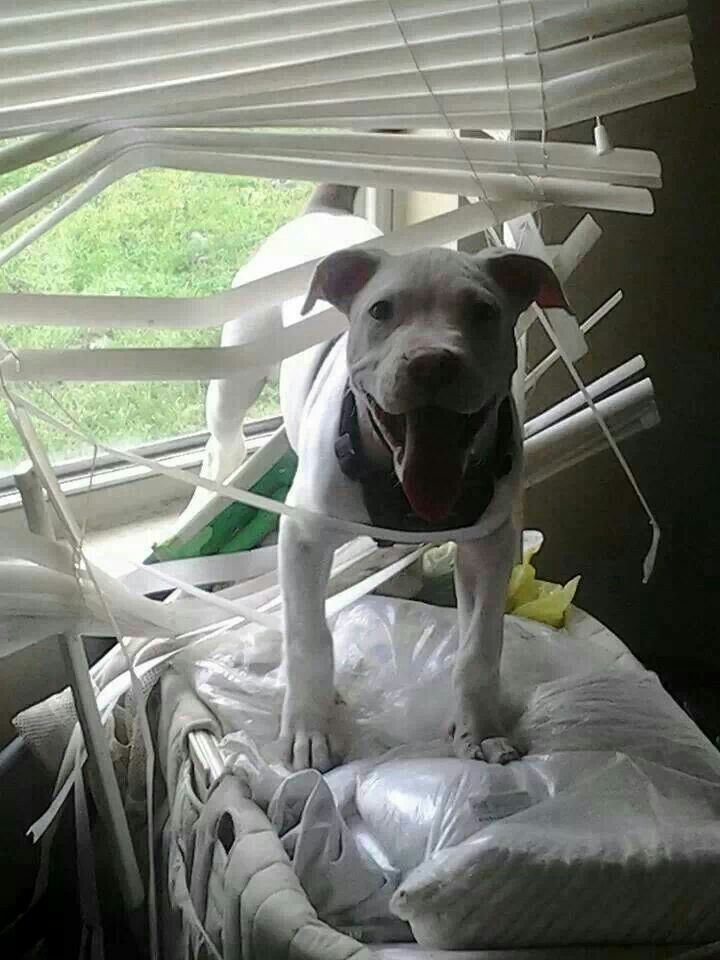 مكافحة الحيوانات الأليفة الستائر المدمجة